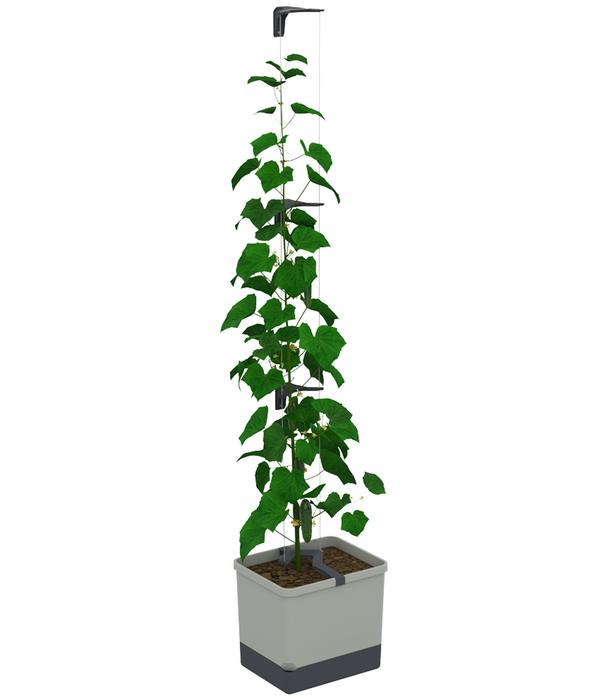 Gusta Garden Gurken-Topf Curt Cucumber, ca.