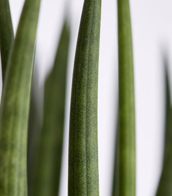 Bogenhanf - Sansevieria cylindrica,
