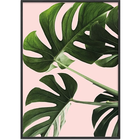 Monsteras in pink - 50x70 cm