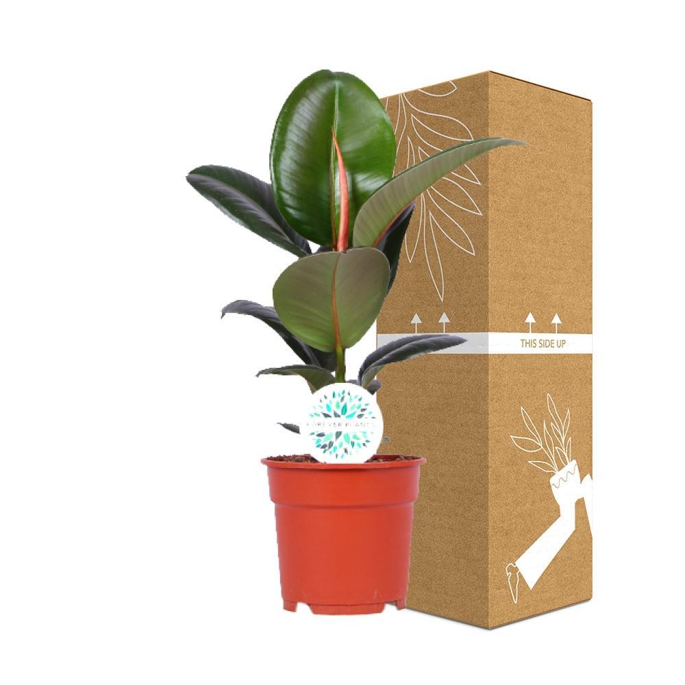 Plante d'intérieur - ficus elastica robusta 55.0cm