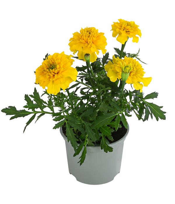 Studentenblume, verschiedene Farben
