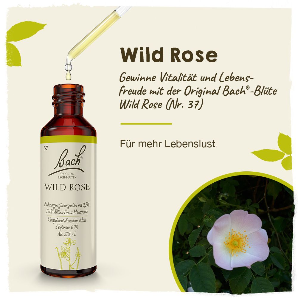 BACH®-BLÜTE WILD ROSE (Heckenrose)