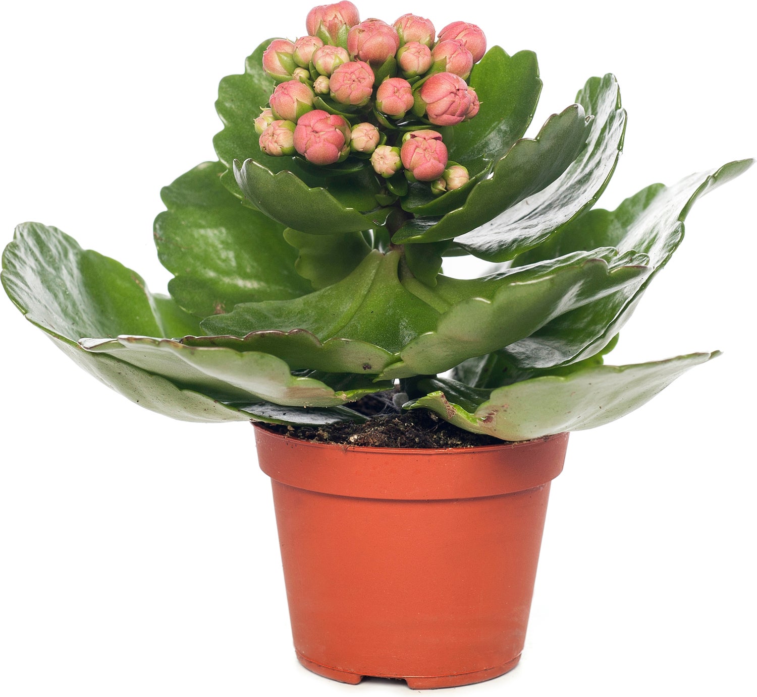 Kalanchoë (Kalanchoë blossfeldiana 'Pink') D 8 H 15 cm