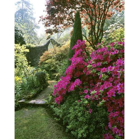Azalea japonica : H 60/80 cm, ctr 20 L