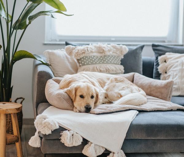 District 70 Hundesofa Nuzzle