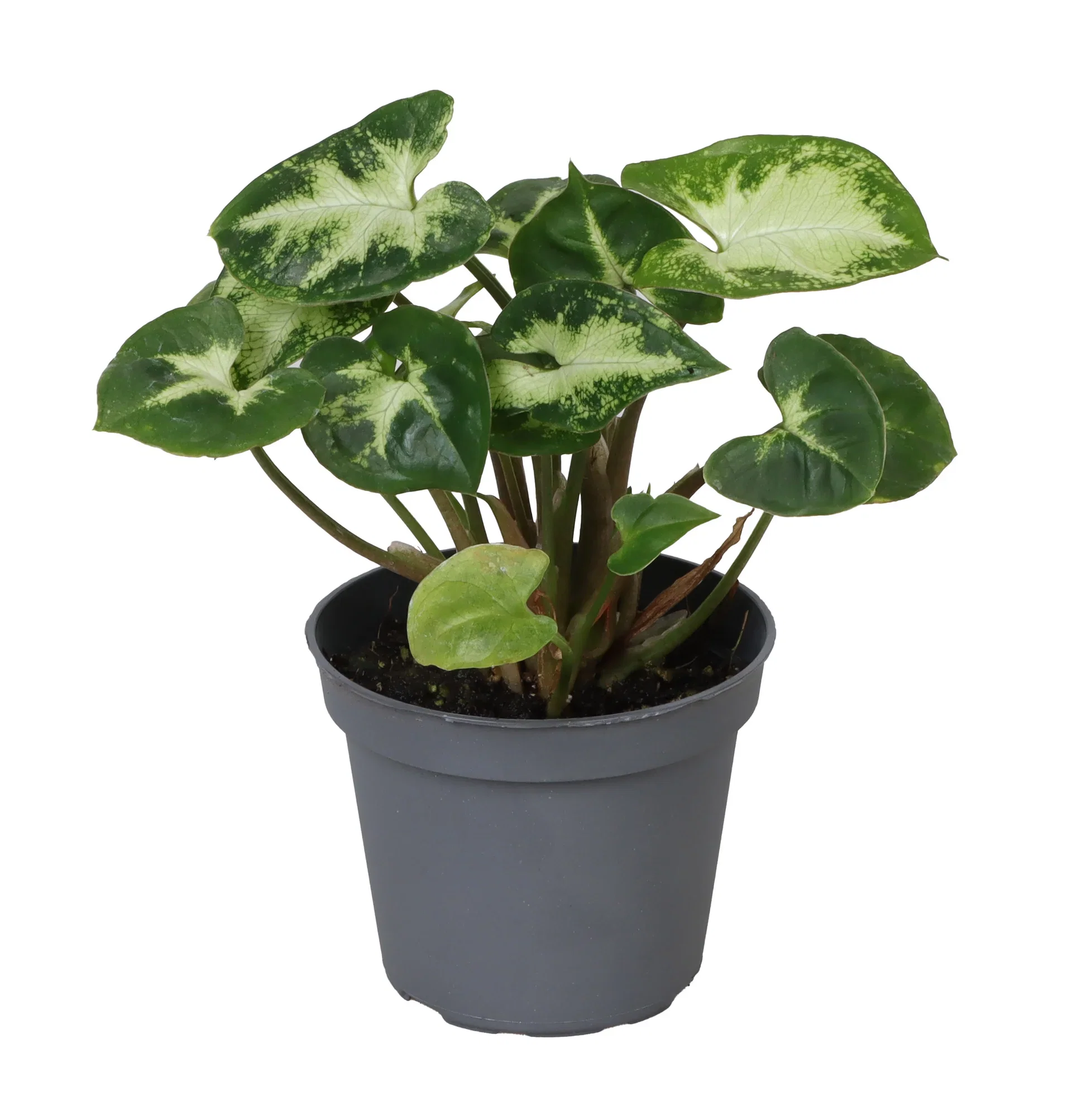 Syngonium Syngonium mini mix Høyde 10 cm