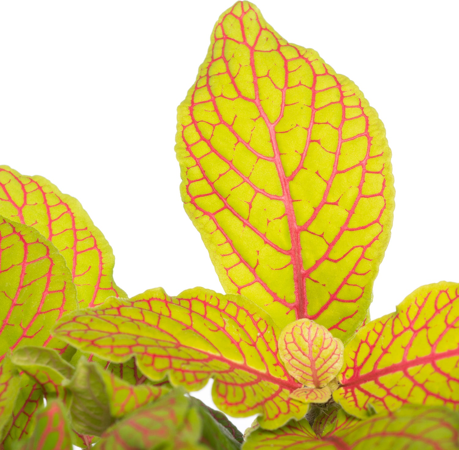 Mozaïekplant (Fittonia 'Skeleton') D 12 H 15 cm
