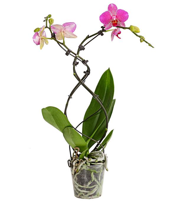Schmetterlingsorchidee - Phalaenopsis