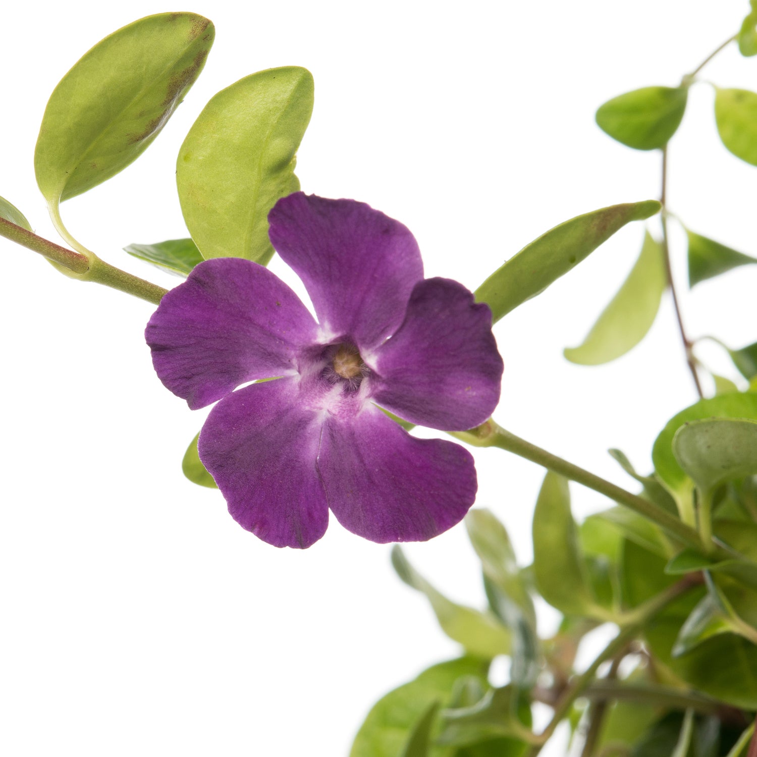 Kleine Maagdenpalm (Vinca minor 'Atropurpurea') D 11 H 10 cm