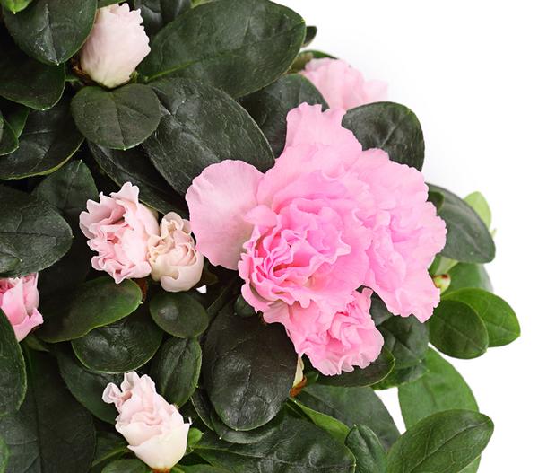 Zimmerazalee - Rhododendron simsii