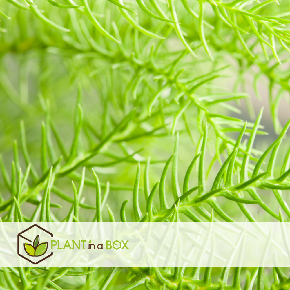 Araucaria heterophylla - pino de norfolk - maceta 21cm - altura 70-80cm