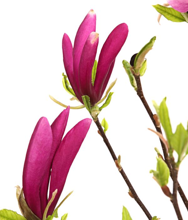 Purpur-Magnolie 'Susan'