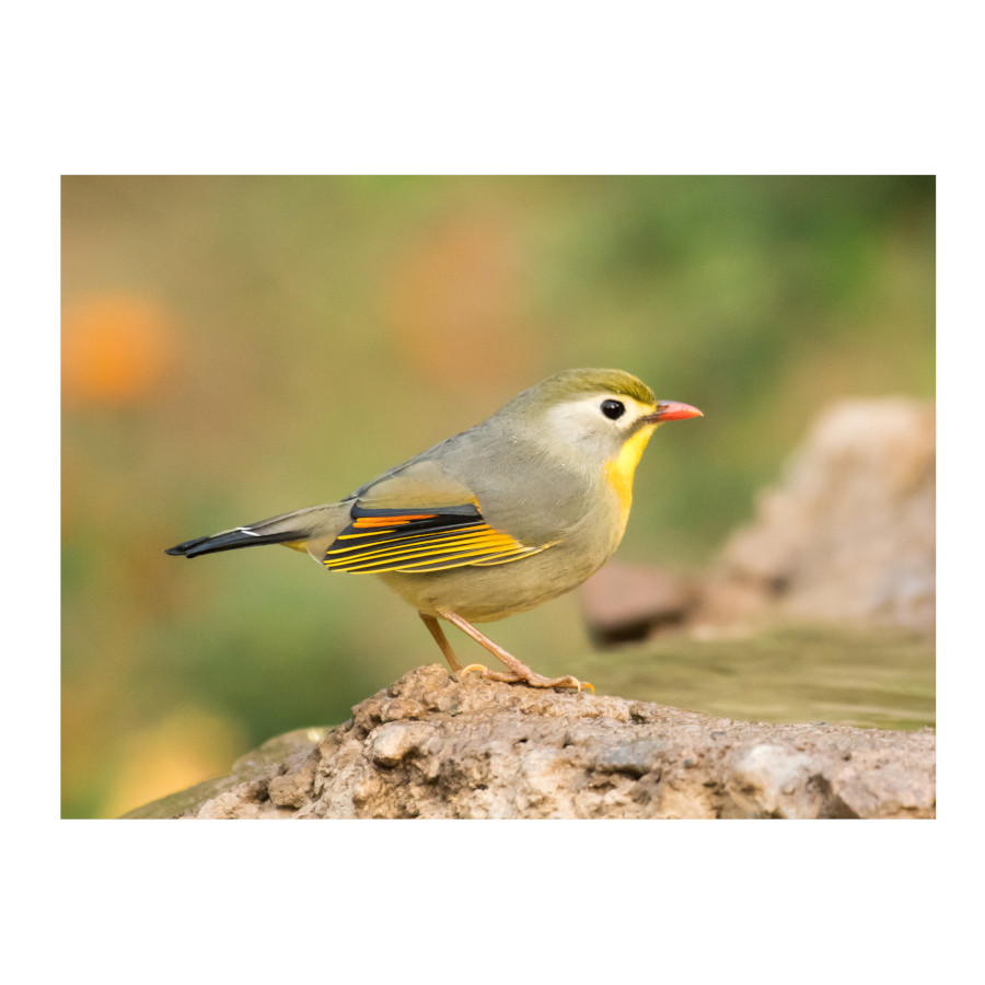 Multivitaminas Beaphar para aves com deficiência de vitaminas.