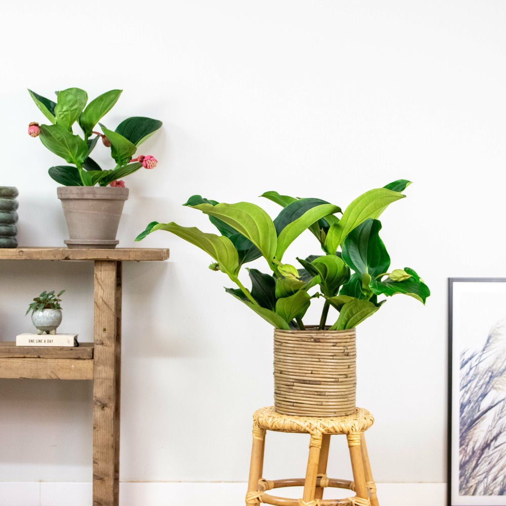 Medinilla magnefica – fleur en spray – plante d'intérieur – facile d'entretien – ⌀17 cm - ↕50-60 cm