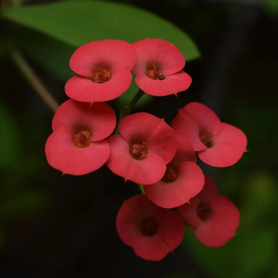 Christusdoorn - Set van 2 - Euphorbia 'Milii' - Hoogte 25-35cm - ⌀13cm