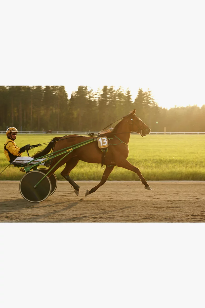 Polar Equine H10 Traber Herzfrequenzmesser