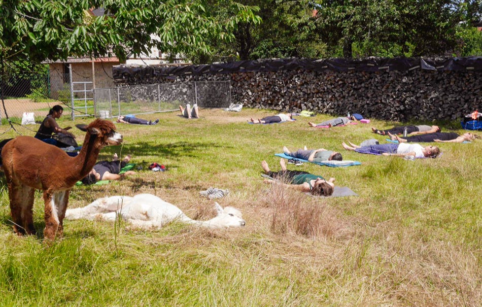 Alpaka Yoga für Zwei Arnstein