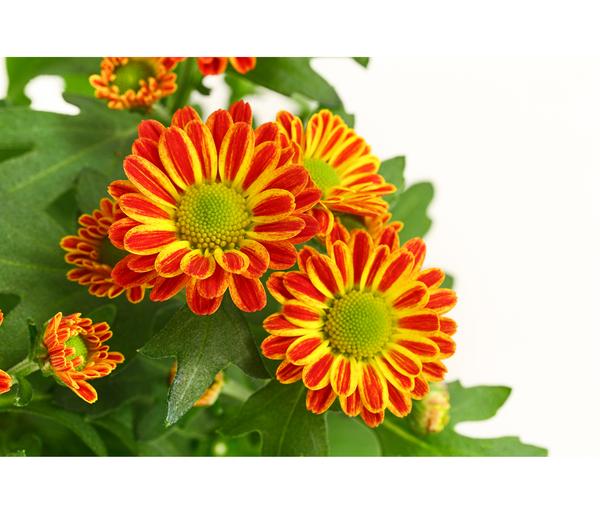 Chrysantheme 'Swifty', verschiedene Farben