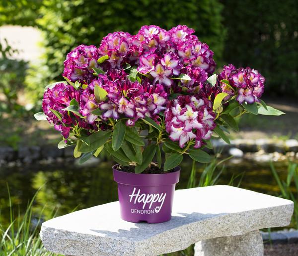 Rhododendron HAPPYdendron® Pushy Purple