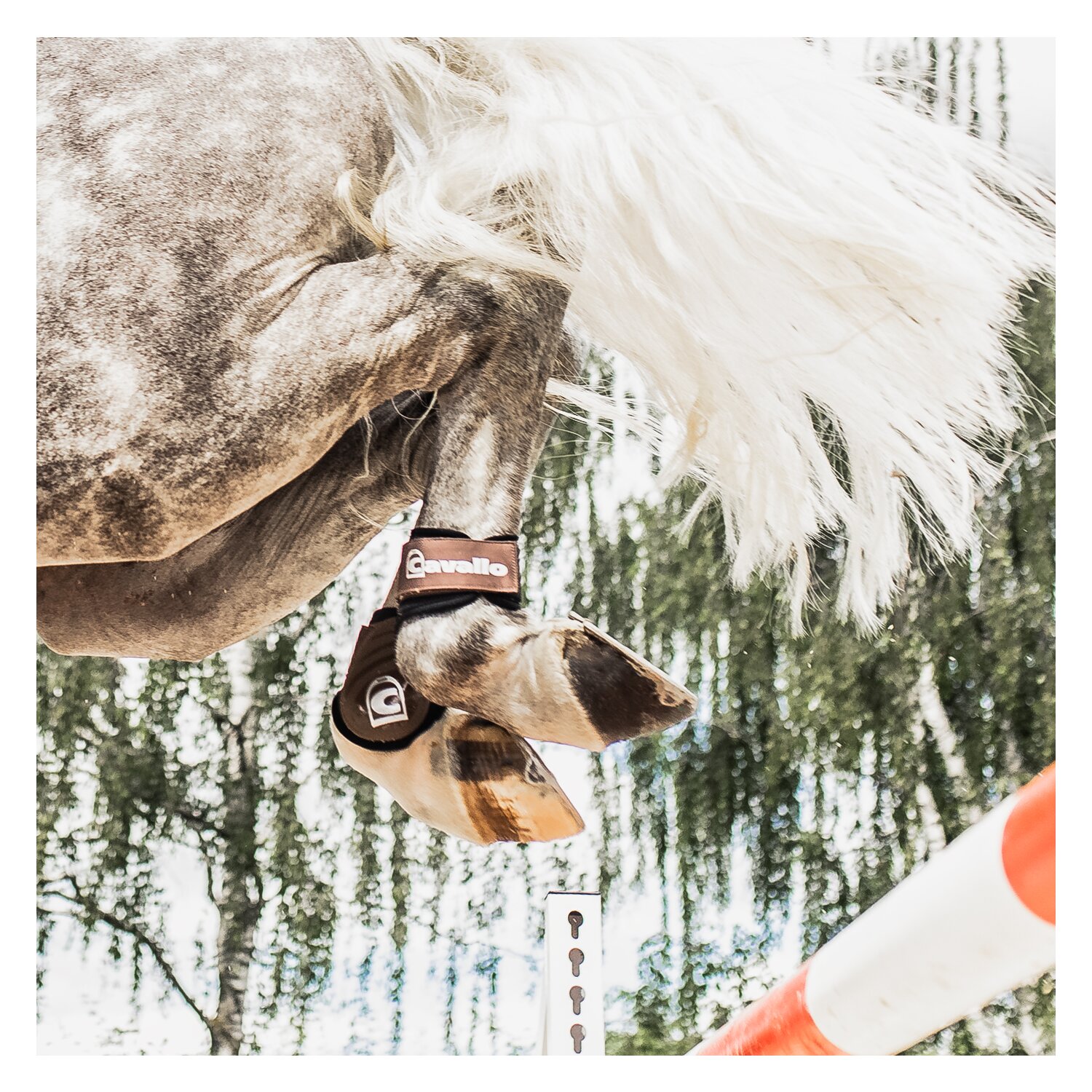 Cavallo Streichkappen CAVALHABOR  - nougat