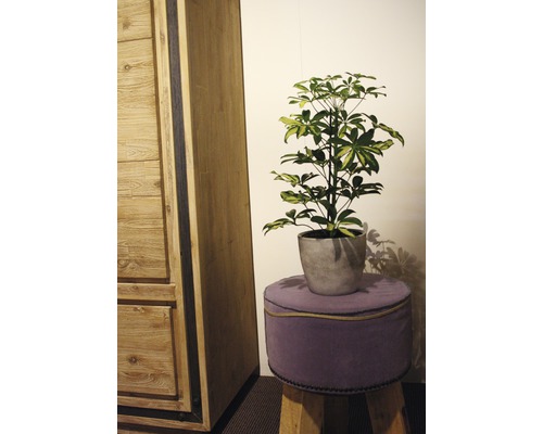 Schefflera arboricola 'Gerda' FloraSelf, H 45-55 cm, pot Ø 13 cm