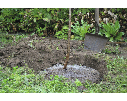 Woelmuisbeschermingskorf, verzinkt, 60 x 70 cm, beschermt tegen wortelschade voor bomen, struiken en rozen, woelmuisbeschermingsnet, 100% plasticvrij