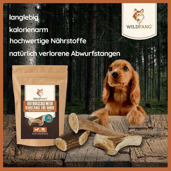 WILDFANG® Rothirsch Geweih mit Lachsöl