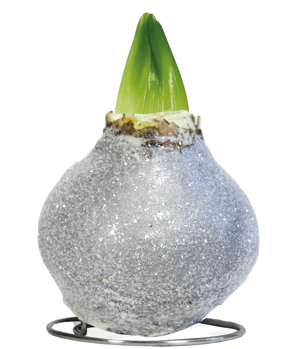 XL Wachs-Amaryllis 'Touch of Glamour' Kristall-Grau