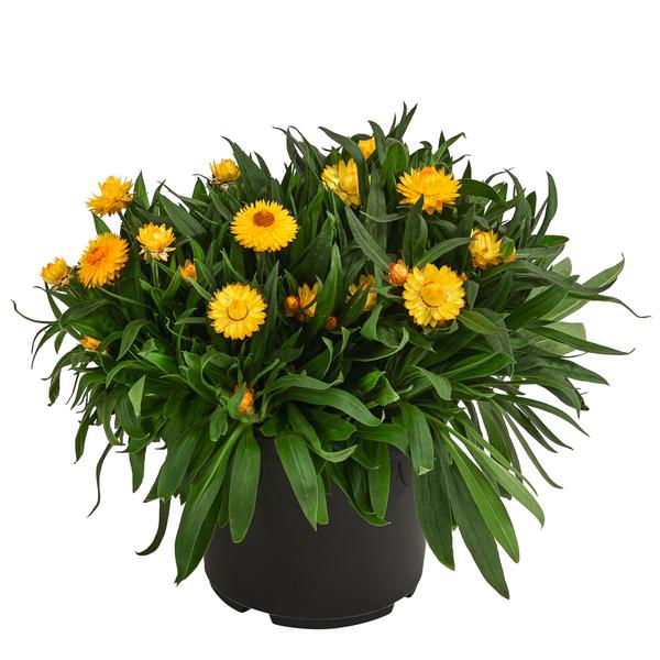 Strohblume, gelb