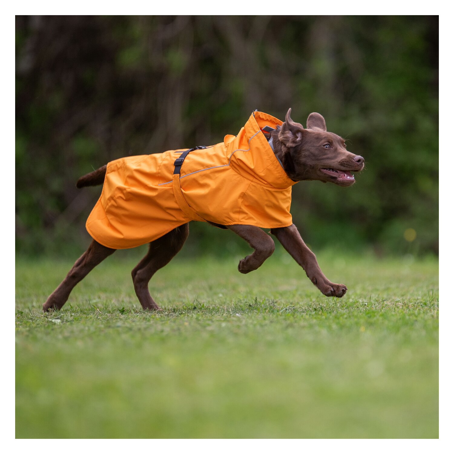 pawberry Hunde-Regenmantel Pleven  - orange