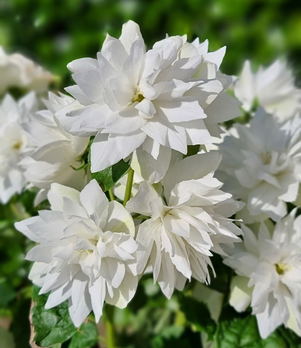 Duftender Gartenjasmin 'Pearls of Perfume®'