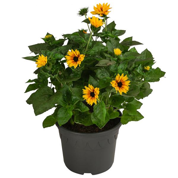 Sonnenblume 'SunBelievable®'