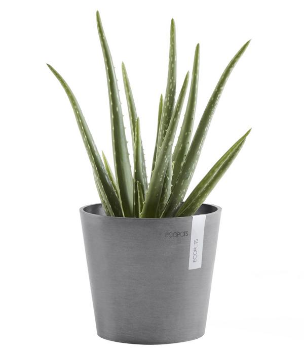 Ecopots Kunststoff-Topf Amsterdam Mini, rund,