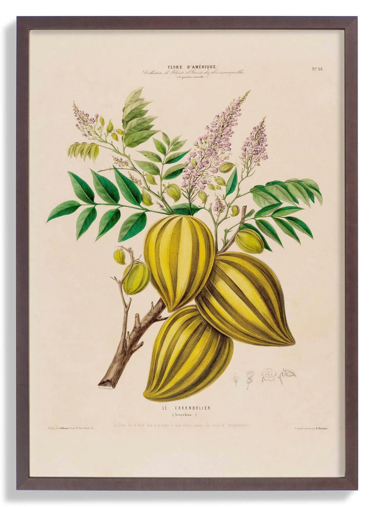 Le Caranbolier