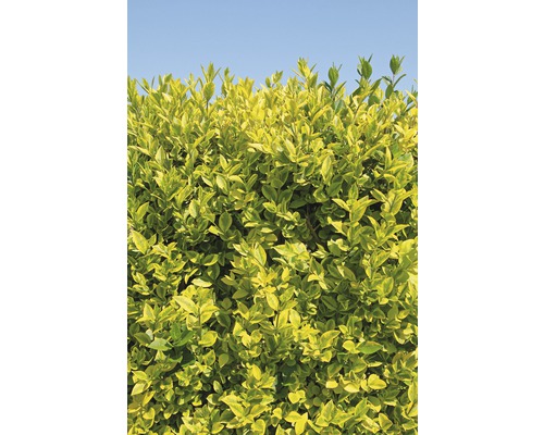 Privacyhaag Gouden liguster espalier FloraSelf Ligustrum ovalifolium 'Aureum' H 110-120 cm B 80 cm Co 30 L