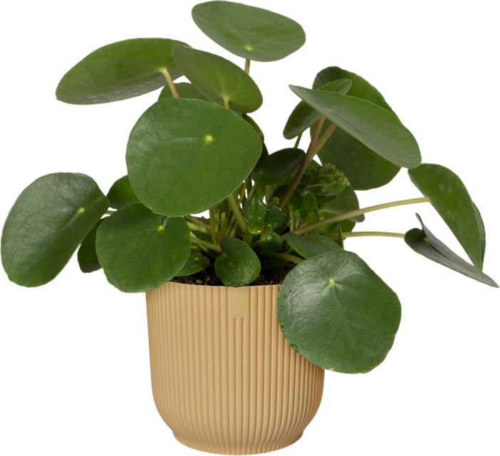 Elho bloempot Vibes geel D 16,1 H 14,8 cm