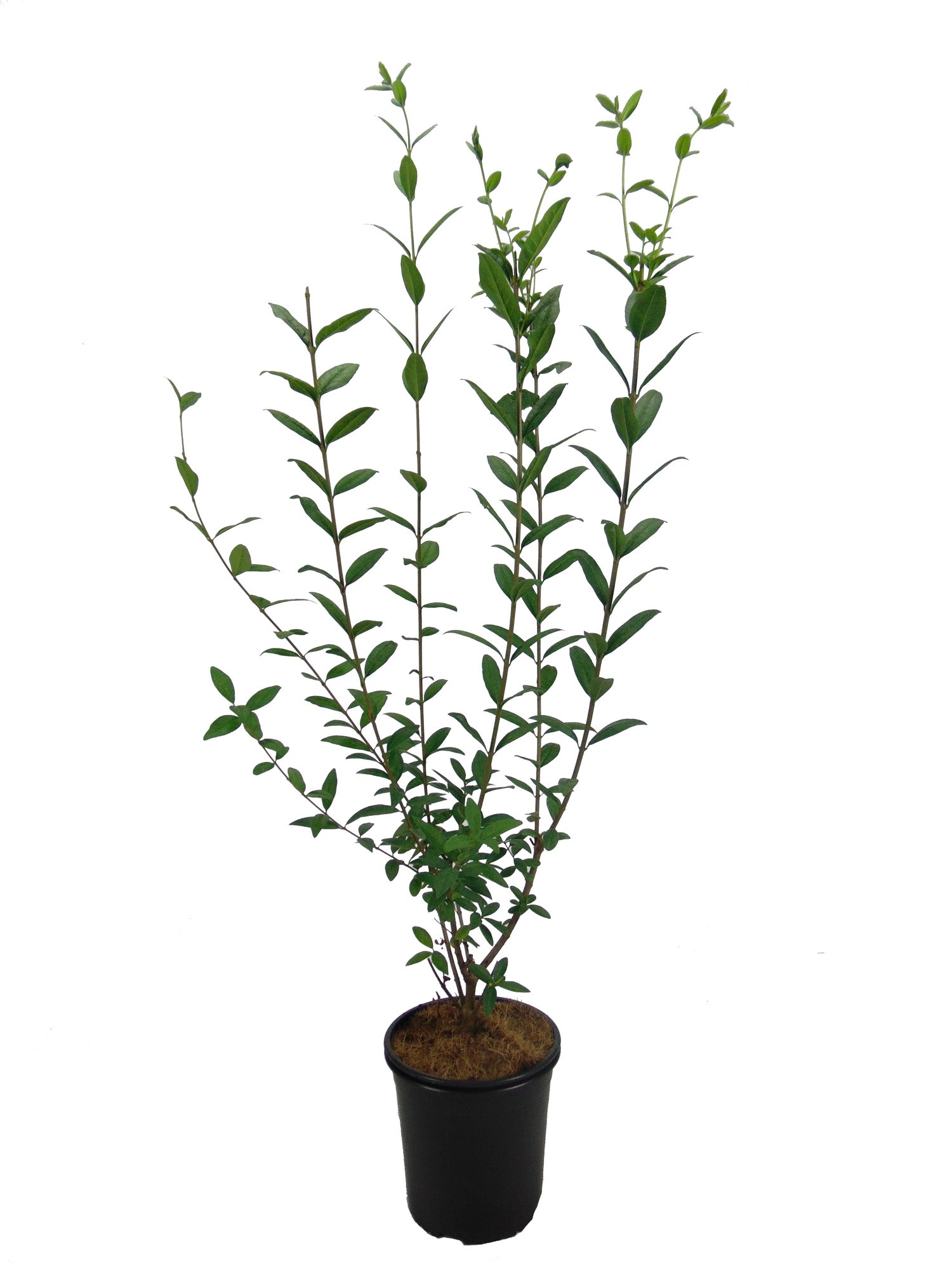 Ligusterhaag met kluit (Ligustrum ovalifolium) H 60-80 cm