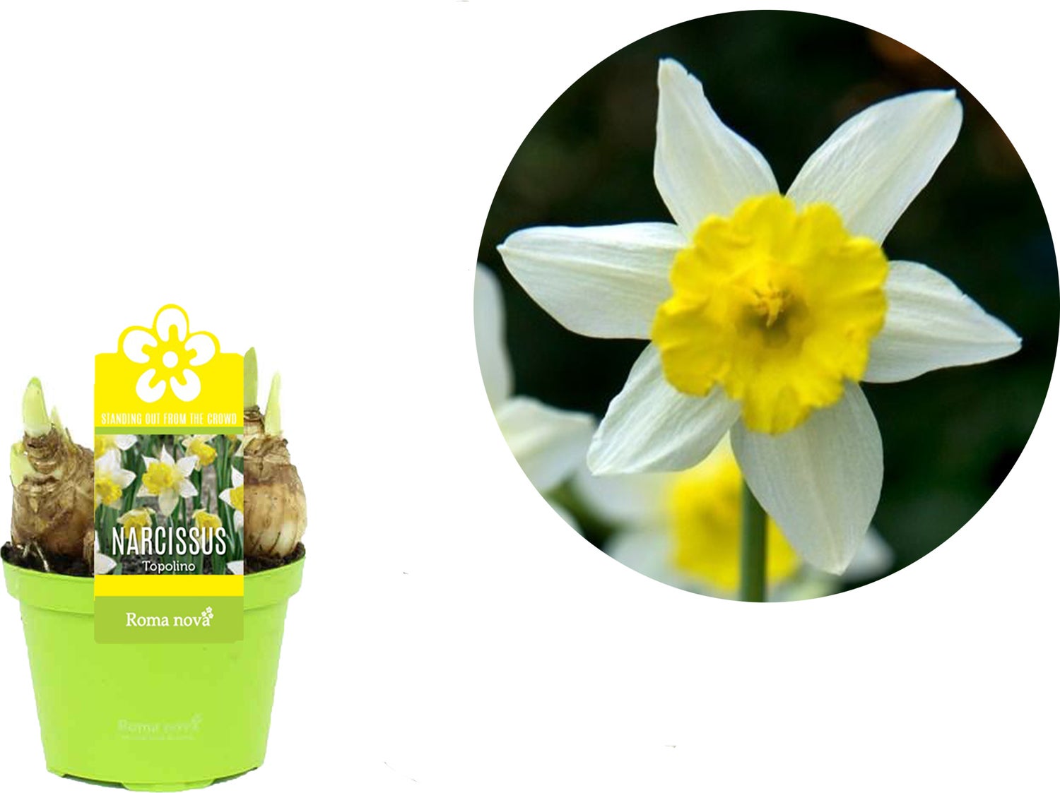 Narcis (Narcissus 'Topolino') D 9 H 13 cm