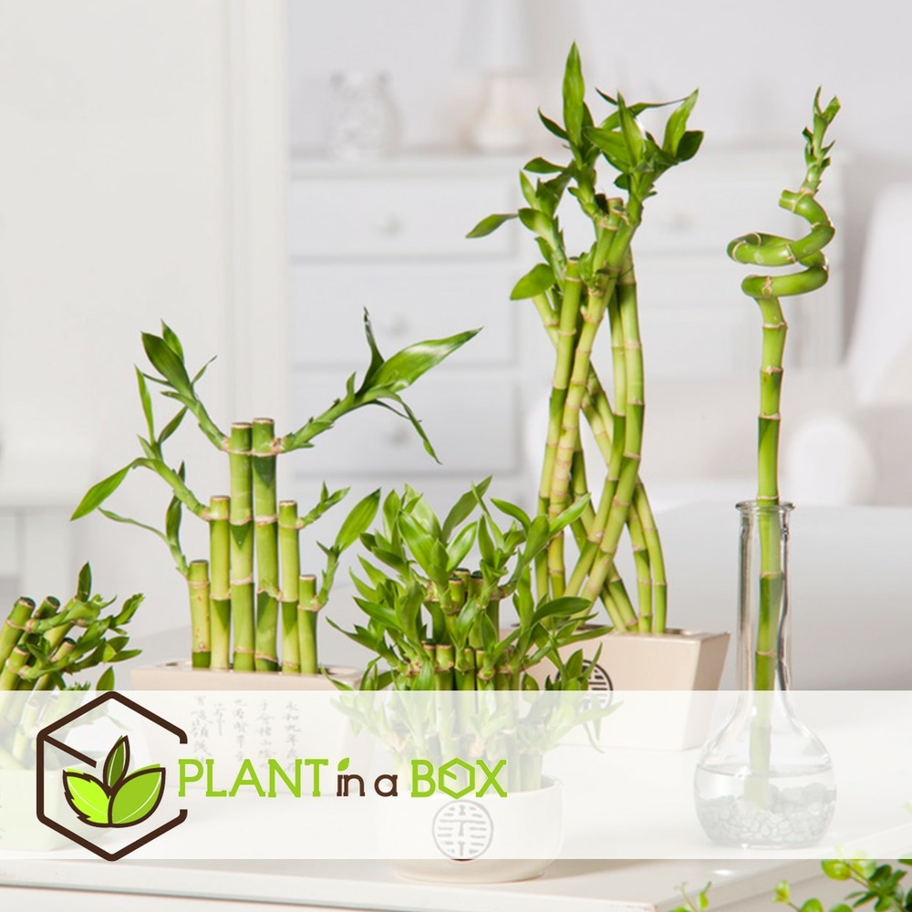 Dracaena sanderiana - set de 6 - lucky bamboo - hauteur 40-50cm