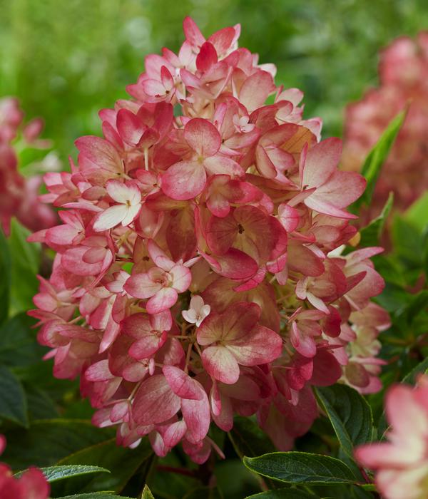 Bodendecker-Rispen-Hortensie Groundbreaker®