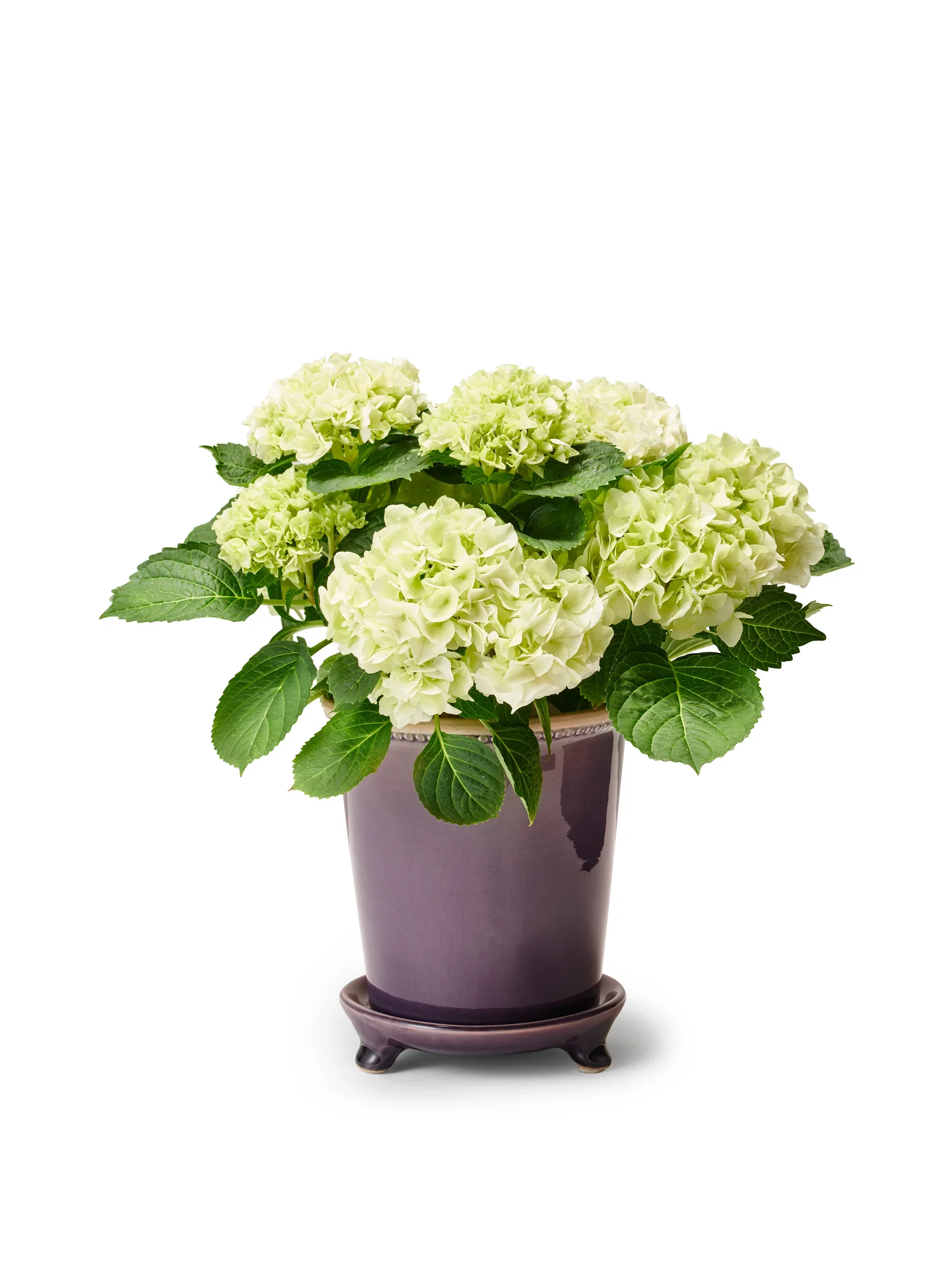 Hydrangea macrophylla Hortensia Høyde 35 cm