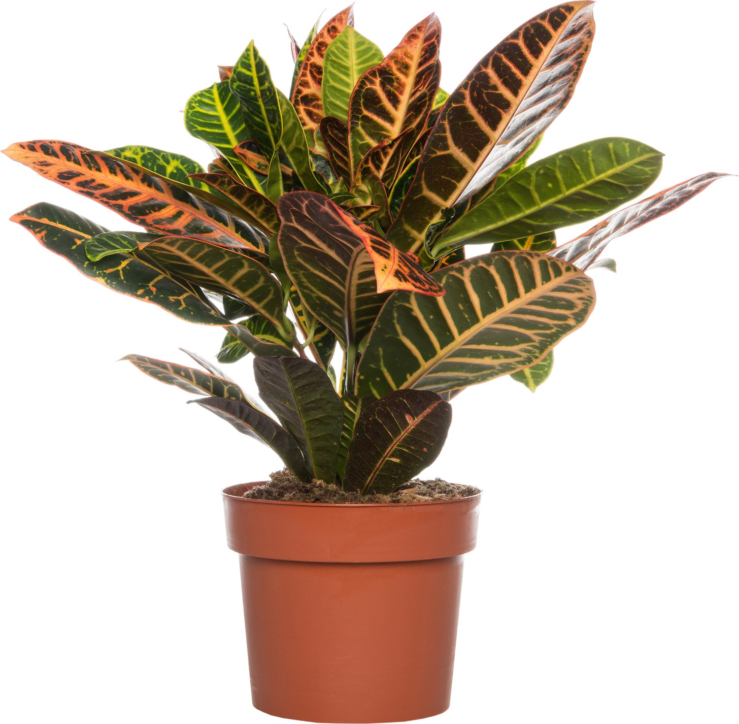 Croton (Codiaeum variegatum 'Petra') D 17 H 50 cm