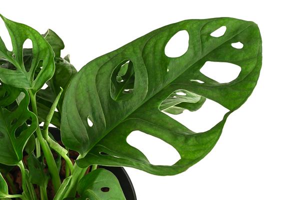 Fensterblatt - Monstera adansonii, Hydrokultur
