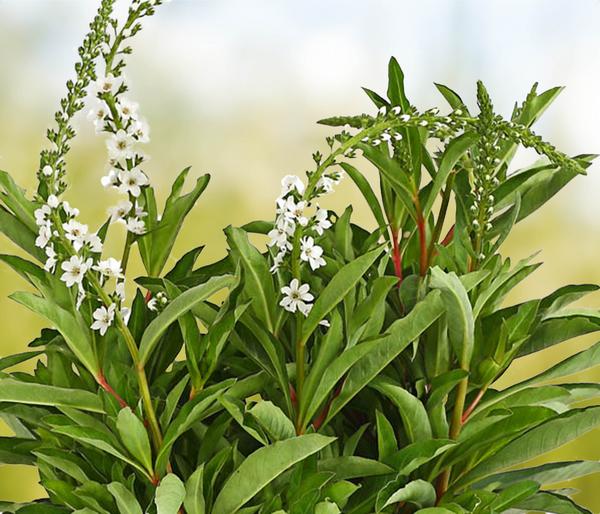 Felberich 'Autumn Snow'