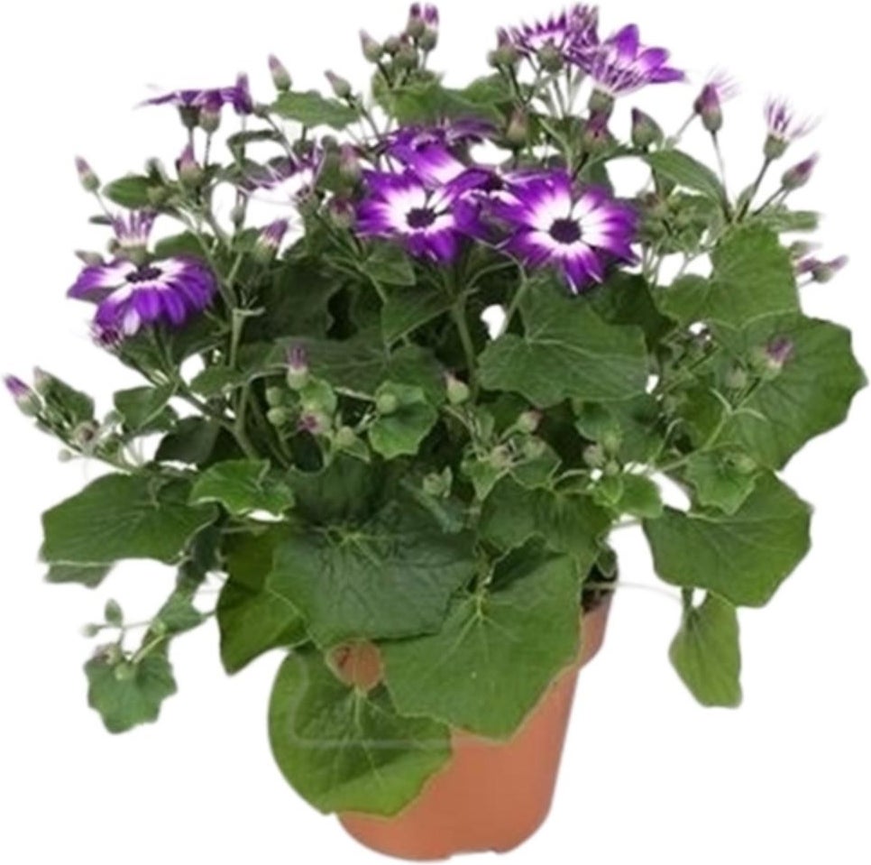 Kruiskruid (Senecio 'Senetti Violet Bicolor') D 15 H 38 cm