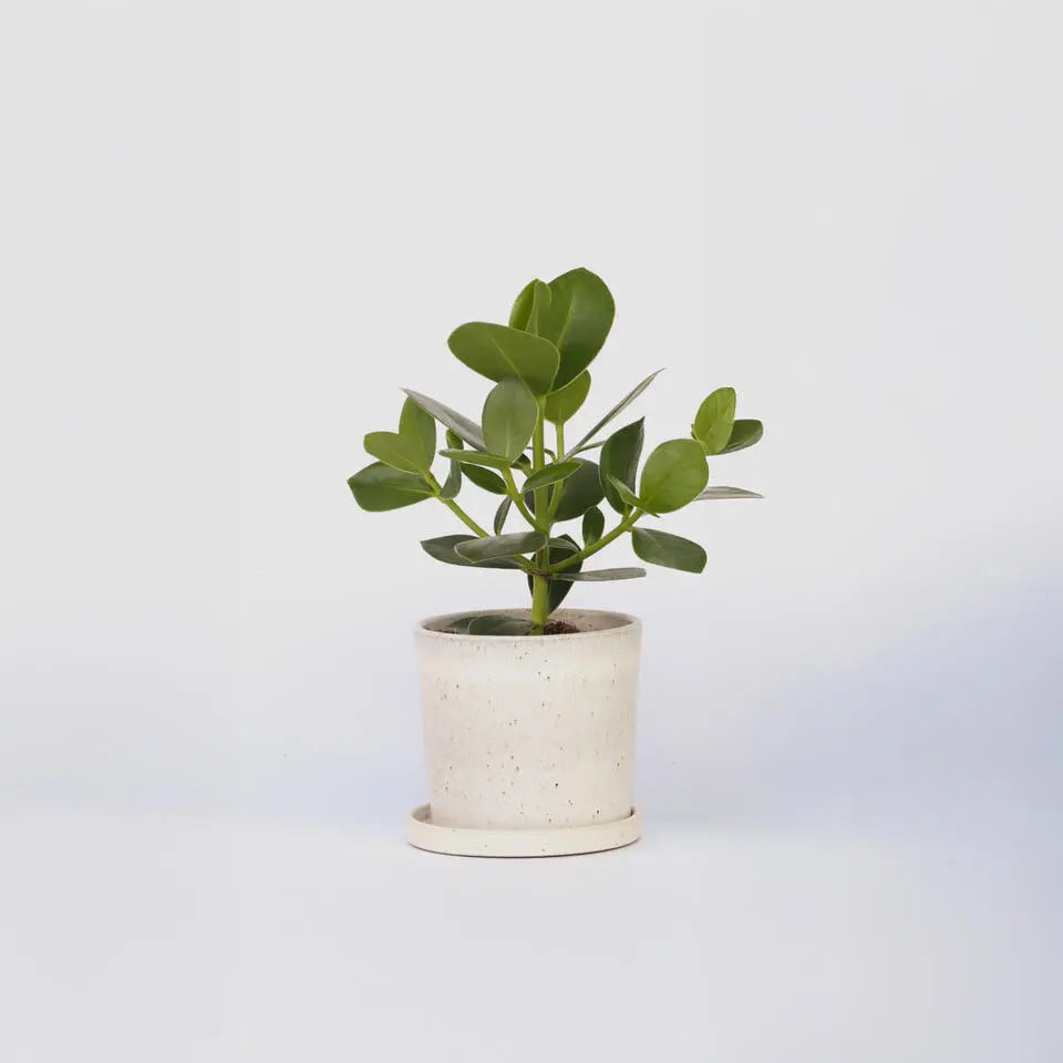 Varkensboom - Clusia rosea 'Princess' - Hoogte 25-35cm - ⌀12cm