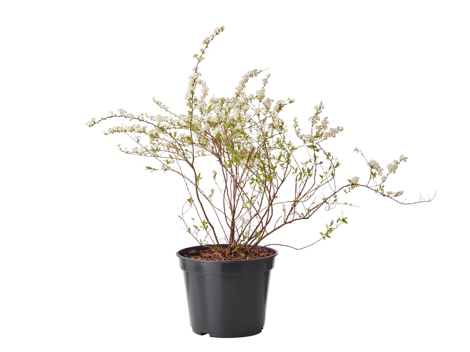 Spiraea x cinerea 'Grefsheim' Brudespirea 'Grefsheim' Ø22 cm