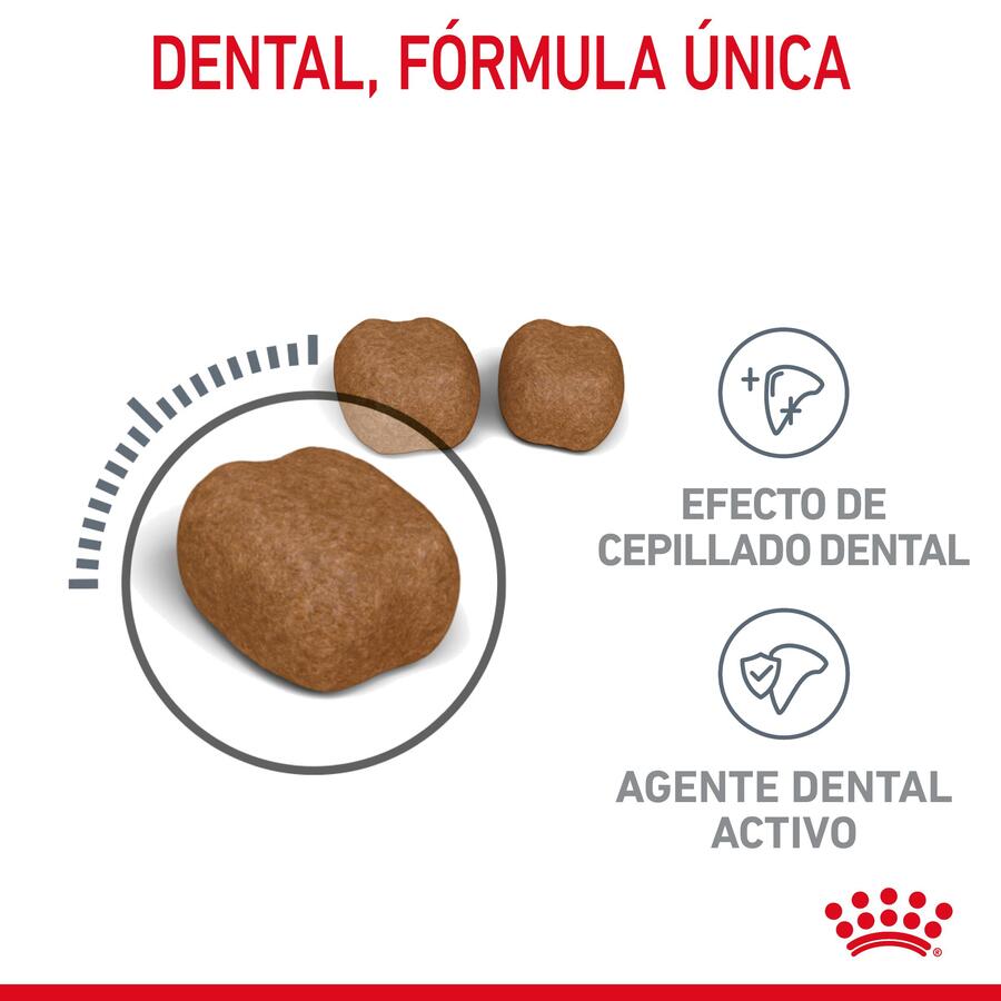 Ração oral Royal Canin Adult para gatos