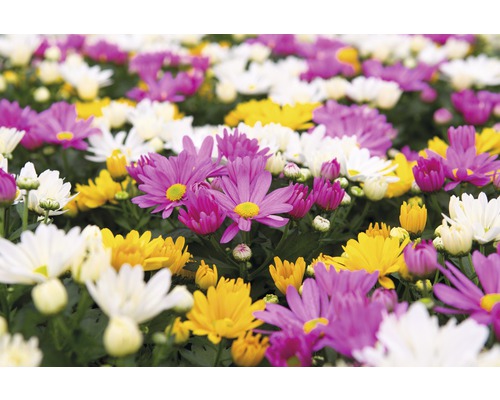Chrysanthemum FloraSelf Chrysanthemum indicum 'Carnaval' Ø 12 cm pot