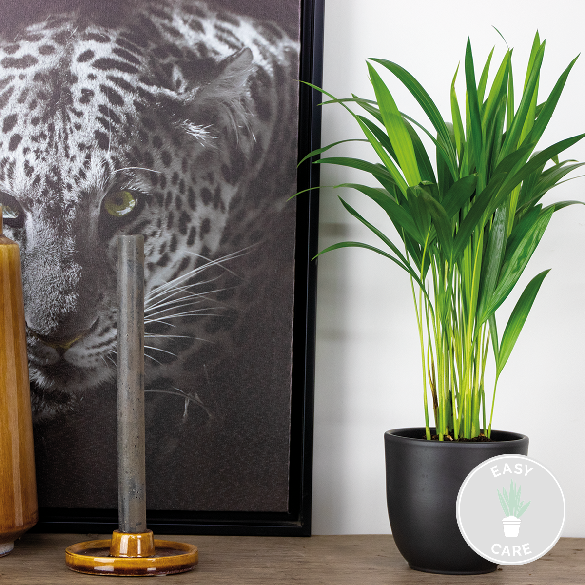 Dypsis lutescens - palmier dorés - plante d'intérieur - peu d'entretien – ⌀12 cm - ↕30-35 cm